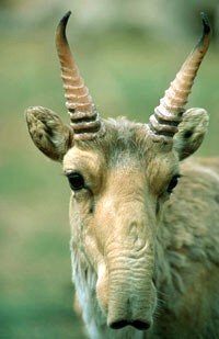 Antilope nasone