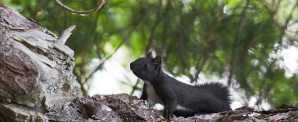 Specie invasive, l'Italia si adegua alle direttive europee