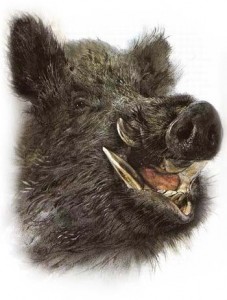 Cinghiale_che_ride