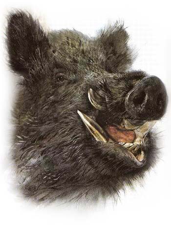 Cinghiale_che_ride3