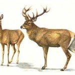 Foreste Casentinesi, a settembre censimento del cervo al bramito
