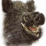 Piacenza: nasce  il gruppo Uncc (Unione nazionale cacciatori cinghiali)