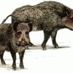 Gli animalisti propongono, sterilizziamo caprioli e cinghiali