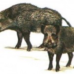 Sardegna: Giornata di studio per la fauna selvatica