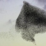 Roma sconfitta anche dagli storni
