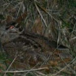 Il gatto nero e la beccaccia.