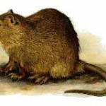 Treviso: Vice-Sindaco Gentilini dichiara guerre alle nutrie
