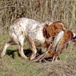 Racconti: Più furbo di noi …..
