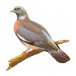 Lazio: Posticipata la chiusura per colombaccio e altre 3 specie