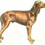 V.Aosta: Cani da caccia ‘scovano’ la beneficenza