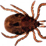 Individuata anche in Italia la zecca ixodes, causa di meningoencefaliti
