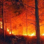 Grosseto : cacciatori contro il fuoco