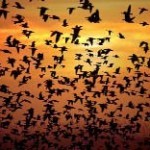 La differenza tra l’animalaro e l’animalista