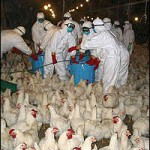 E.Romagna:  Aviaria, meno vincoli per mostre e mercati