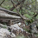 Bergamo: Pirovano (Pres. della Provincia) contro i cacciatori di cinghiali