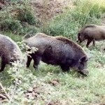 Lucca: al via nuove battute al cinghiale