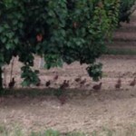 Per raccogliere bisogna prima seminare!