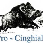 Pro Cinghiale Siena: ripristinato l’art.37…