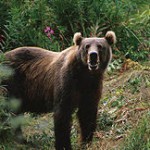 Orso Ucciso, l’Indagato confessa