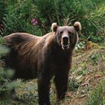 ricordo Daniza: quasi piu’ sigle che partecipanti