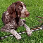 Uomo e cane: un’amicizia millenaria.