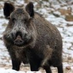 TOSCANA : OBIETTIVO ERADICAZIONE CINGHIALE