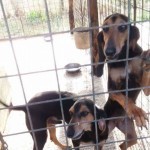 RITROVIAMO I CANI DI FERNANDO